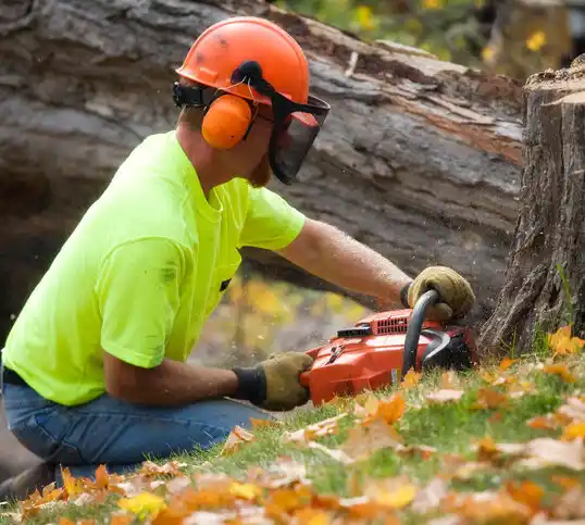 tree services Hamtramck